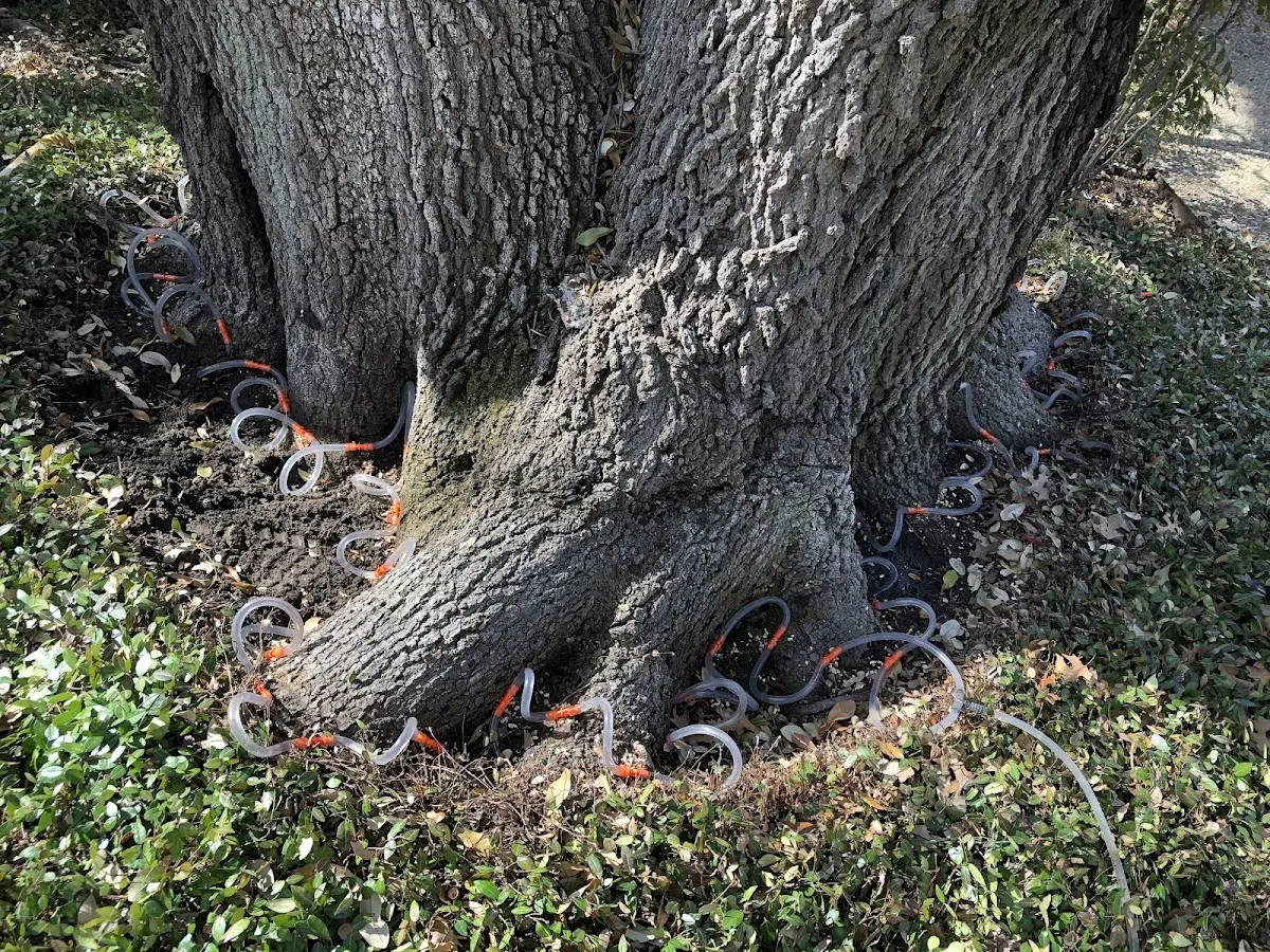 Detailed Tree Cabling and Bracing job site in Centerburg