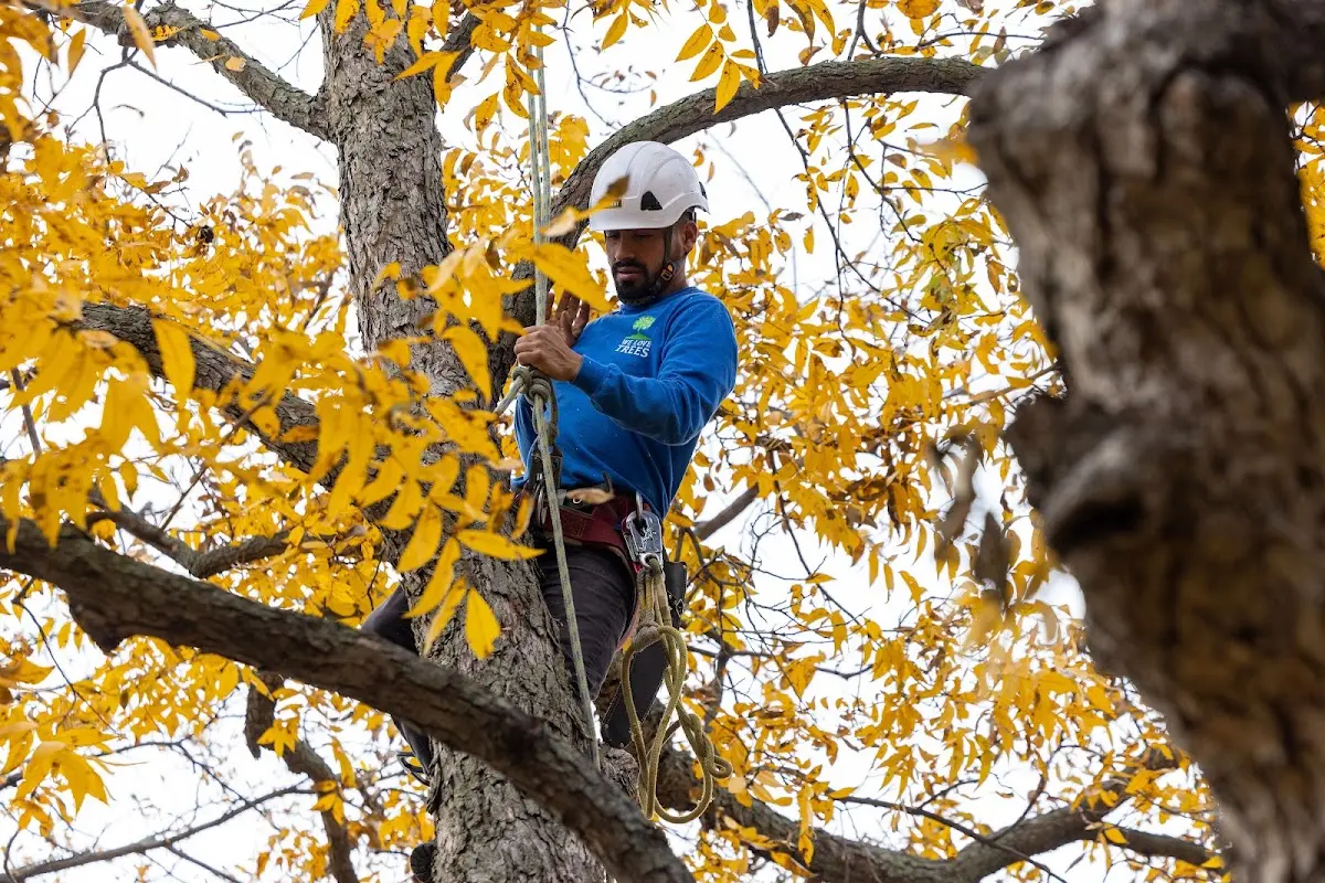 Skilled Tree Planing crew working in Centerburg